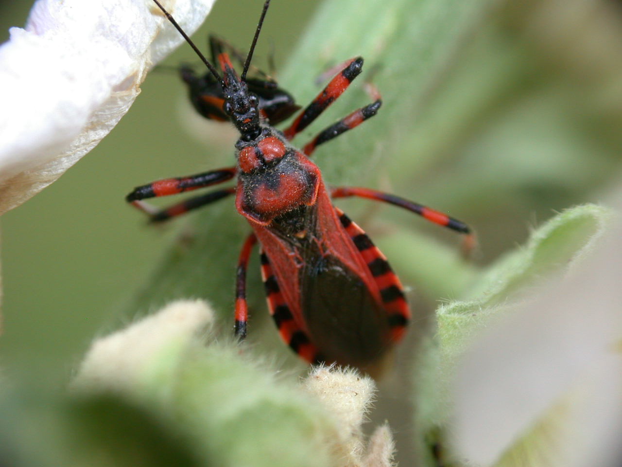 Rhynocoris iracundus